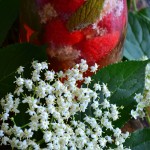 KOKOSOWO – CHAŁWOWA JAGLANKA Z KWIATAMI DZIKIEGO BZU