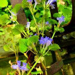 PIECZEŃ Z CZARNEJ SOCZEWICY, GRZYBÓW I BURAKÓW ZE SZPARAGAMI